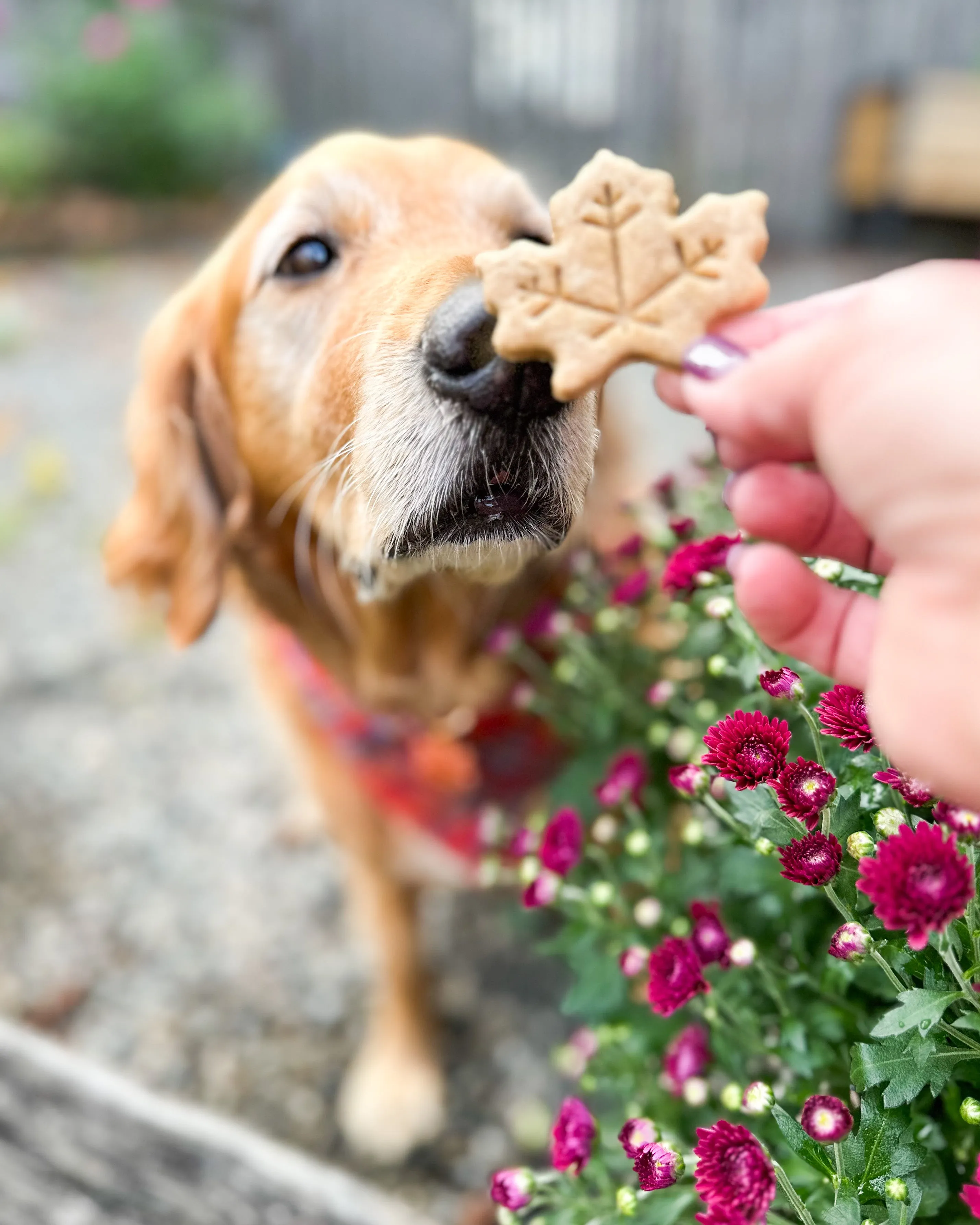 Fall Oak & Maple Leaf Shaped Dog Biscuit Cookie Cutter (Bundle Available)