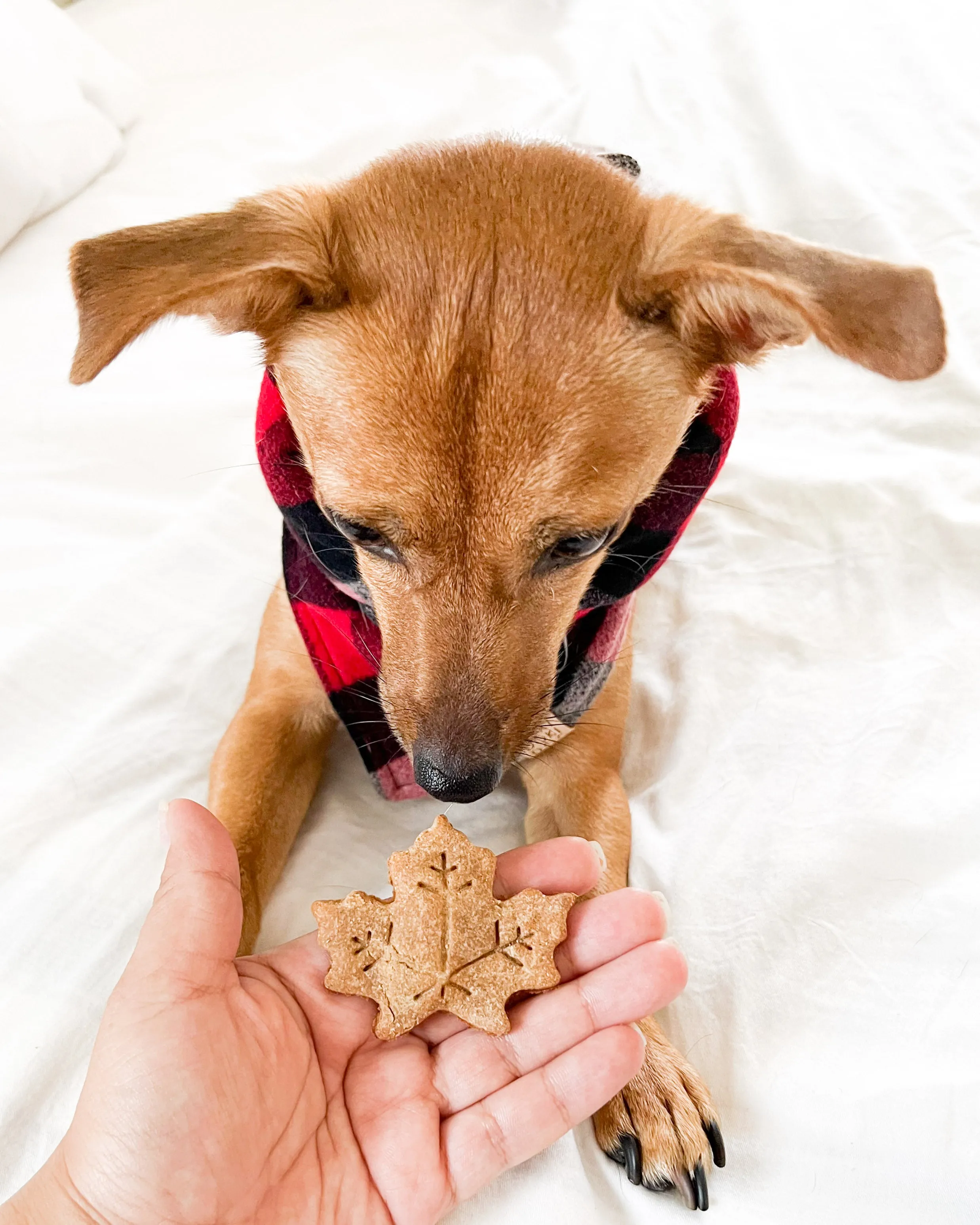 Fall Oak & Maple Leaf Shaped Dog Biscuit Cookie Cutter (Bundle Available)