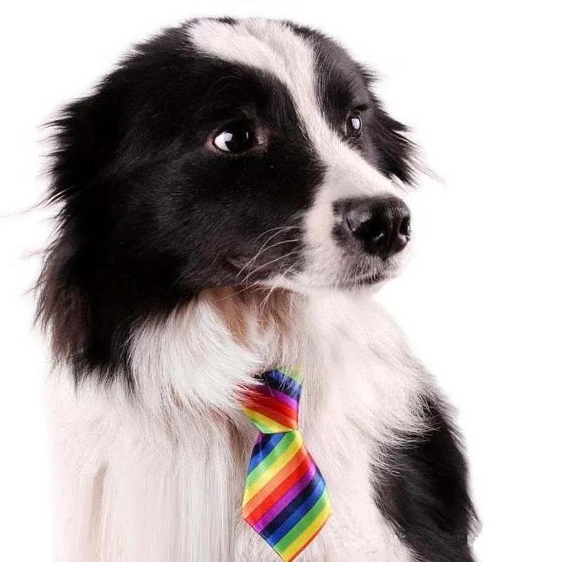 Fashionable And Trendy Dog Neck Ties