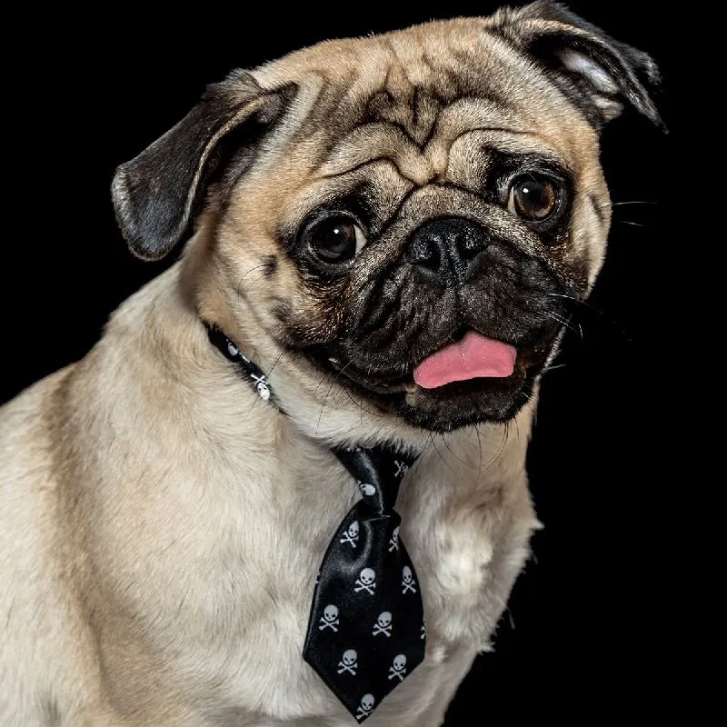 Fashionable And Trendy Dog Neck Ties