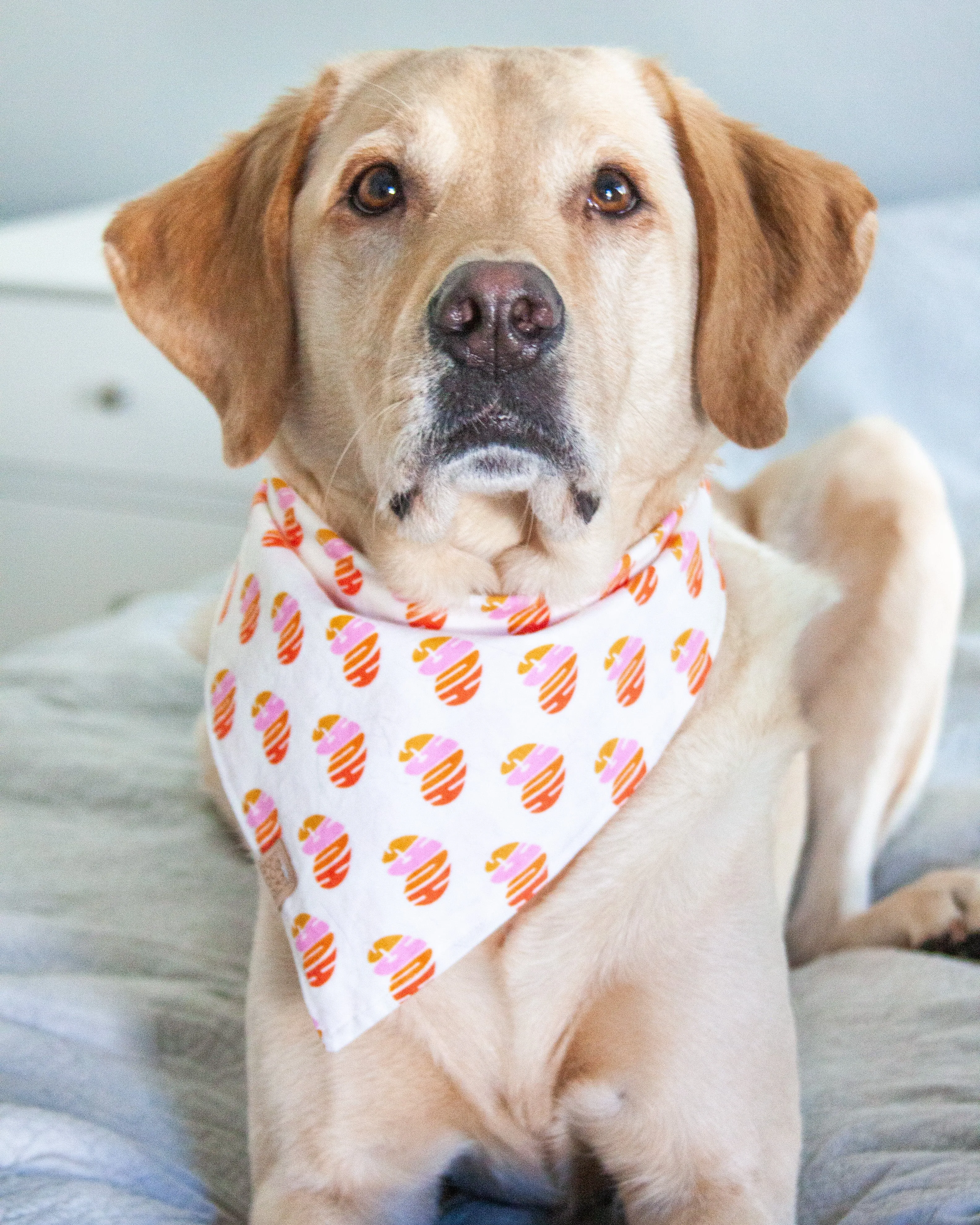 Hugs & Hearts Dog Bandana