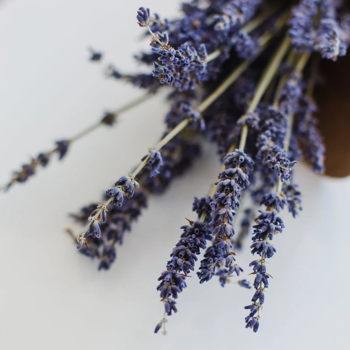 Lavender Earl Grey Mini Tea Tube (5 tea bags)