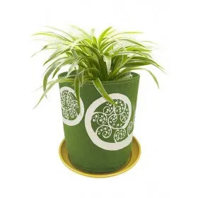 Live Wire Fern Fronds On Green Grow Bag