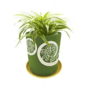 Live Wire Fern Fronds On Green Grow Bag