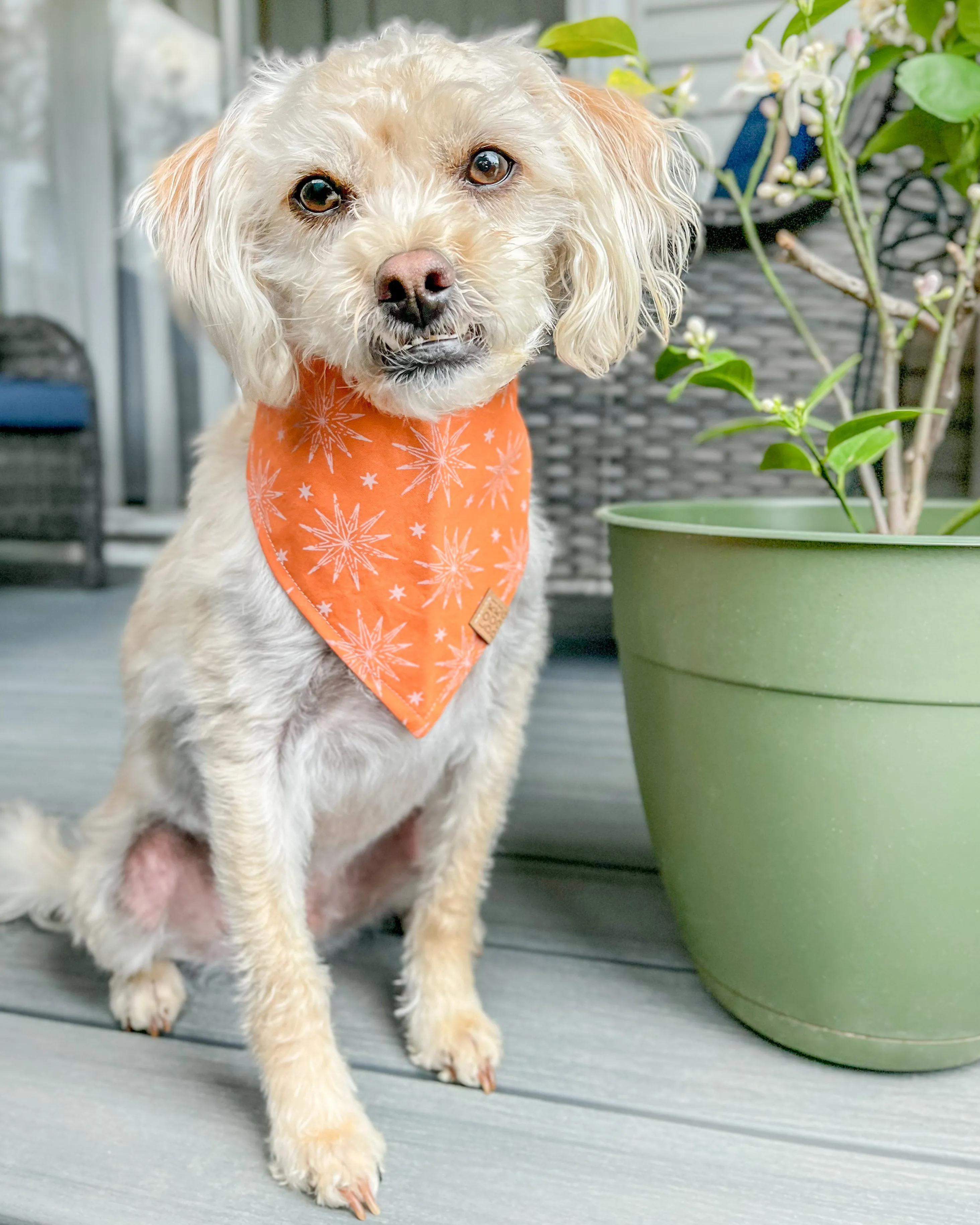 Orange Burst Dog Bandana (Personalization Available)