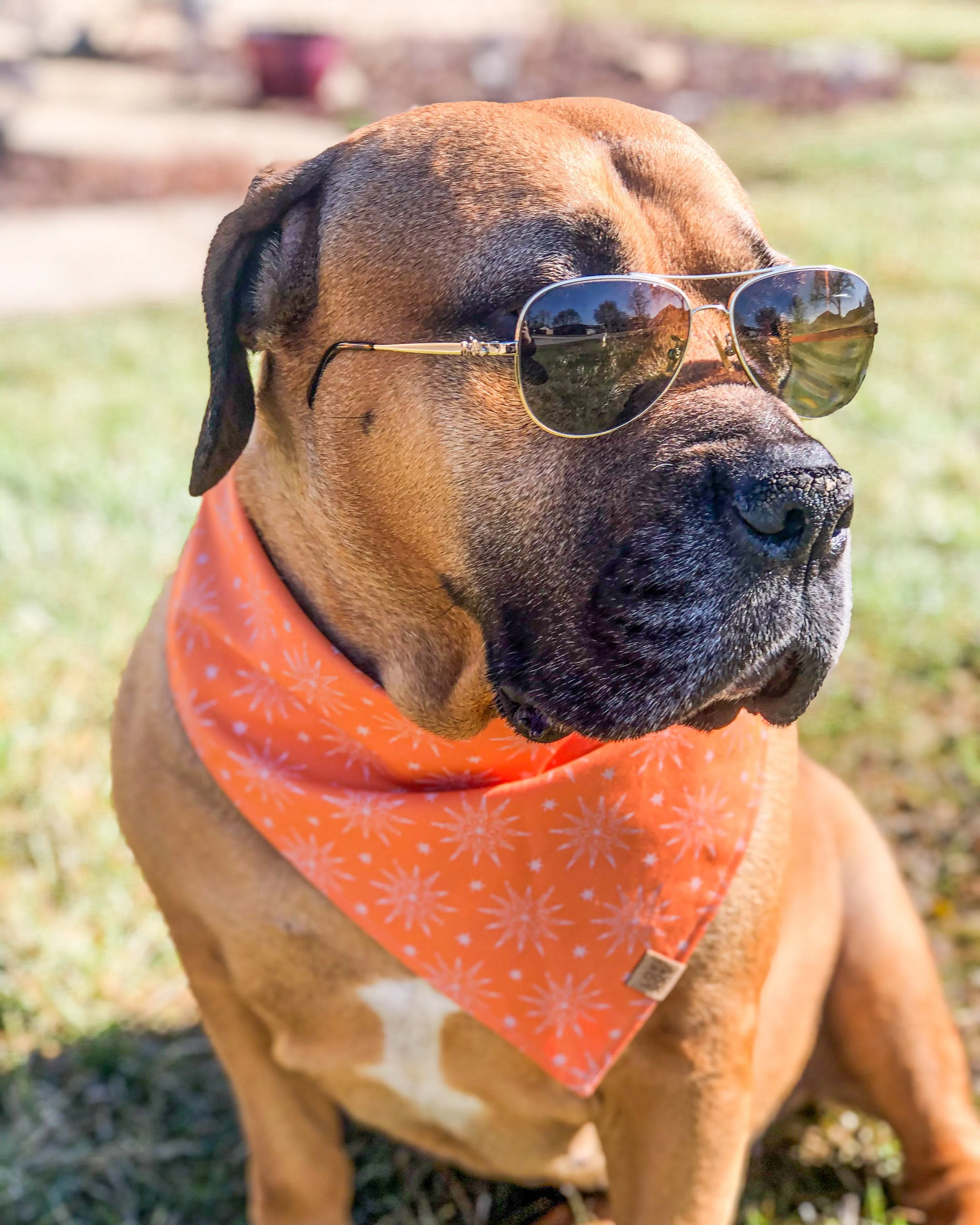 Orange Burst Dog Bandana (Personalization Available)