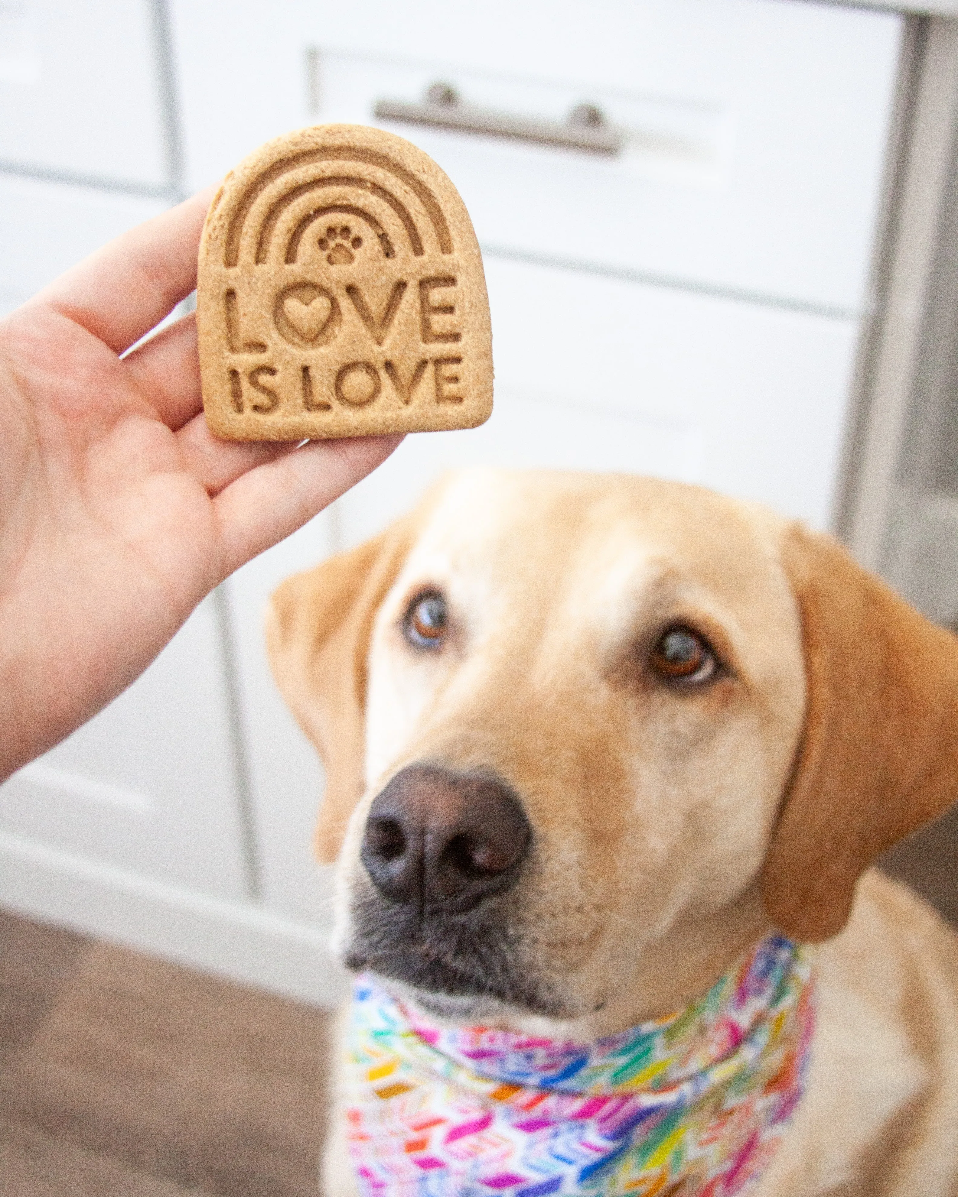 Pride Cookie Cutter Bundle (BUNDLE of 3)