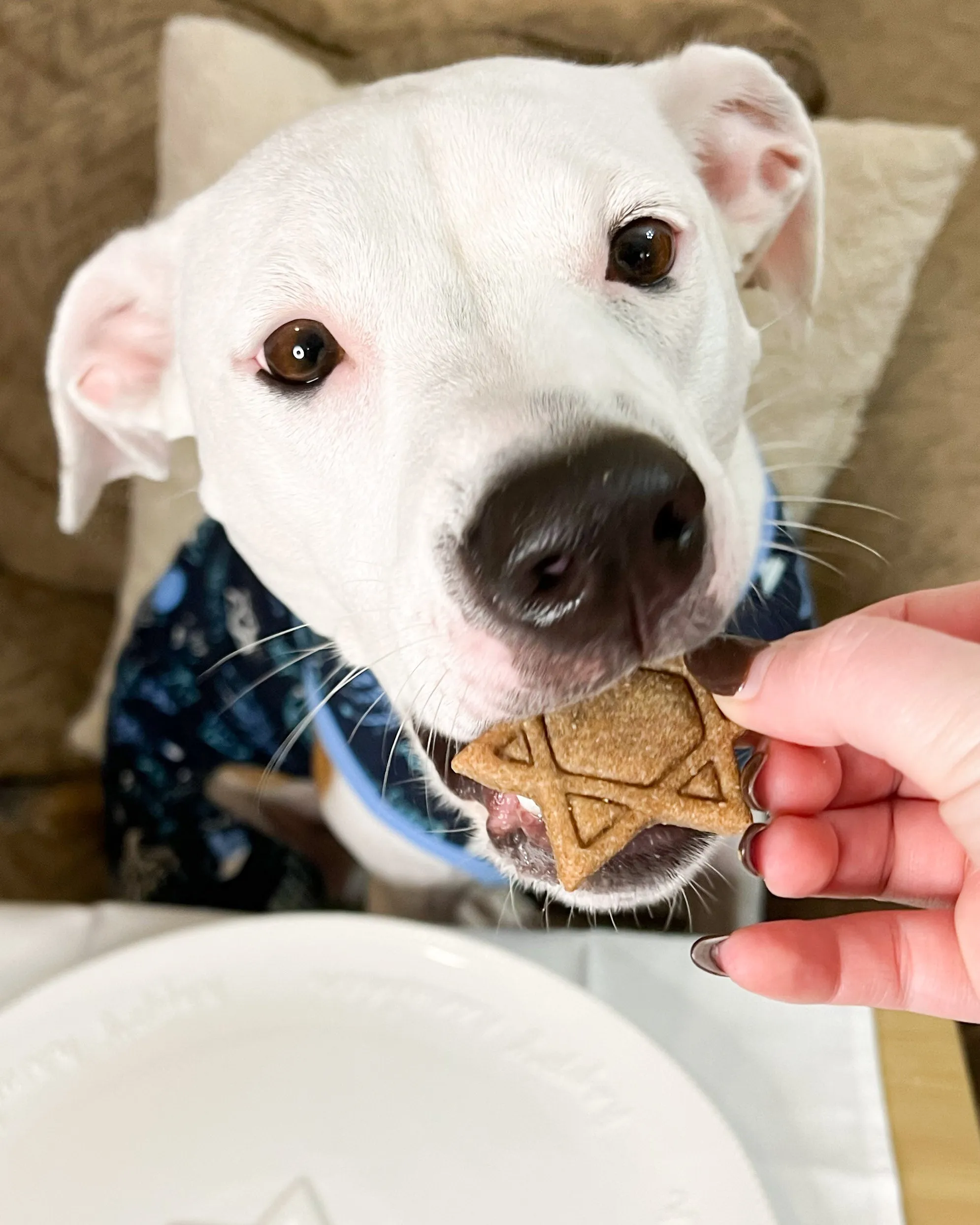 Set of 3 Hanukkah Cookie Cutters-  Hanukkah Dog Cookie Cutters